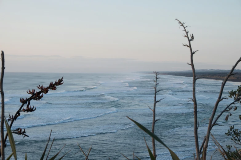 plants in front of the water and waves