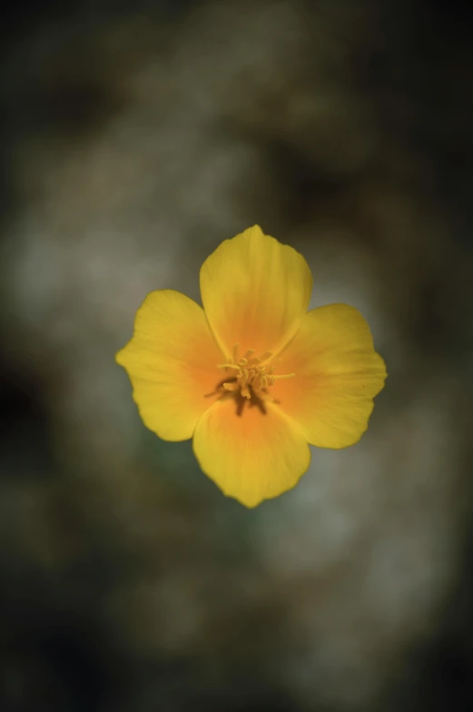 a yellow flower in the middle of a blurry image