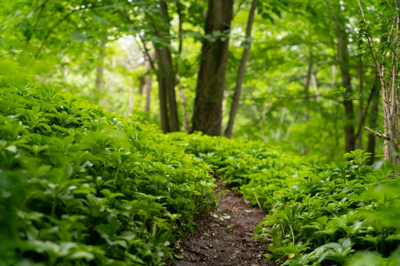 a trail through a lush green forest filled with ferns