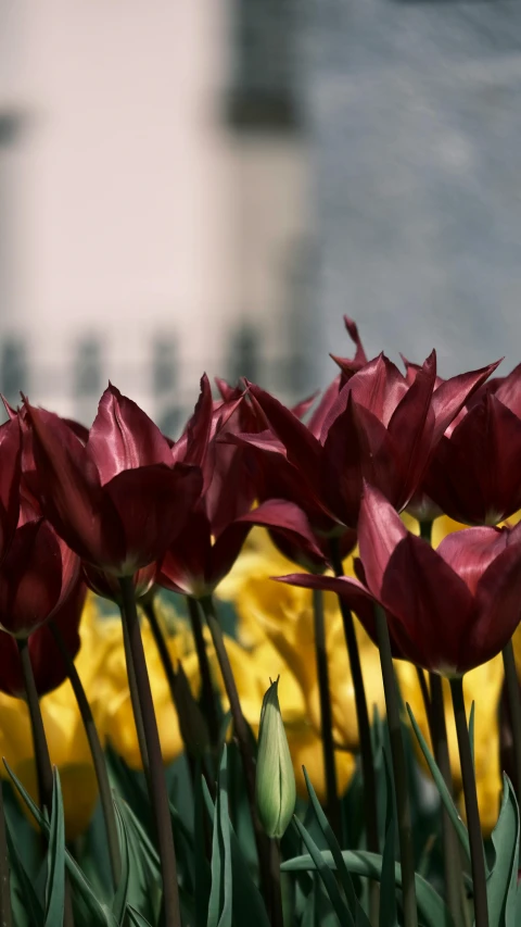 many flowers with stems growing in a vase