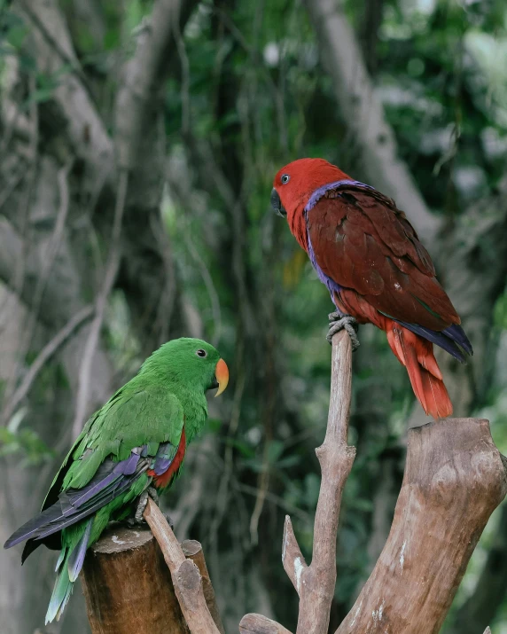 two birds are standing on a tree nch