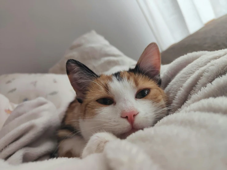 an orange and white cat is in bed and has its head tucked between two blankets