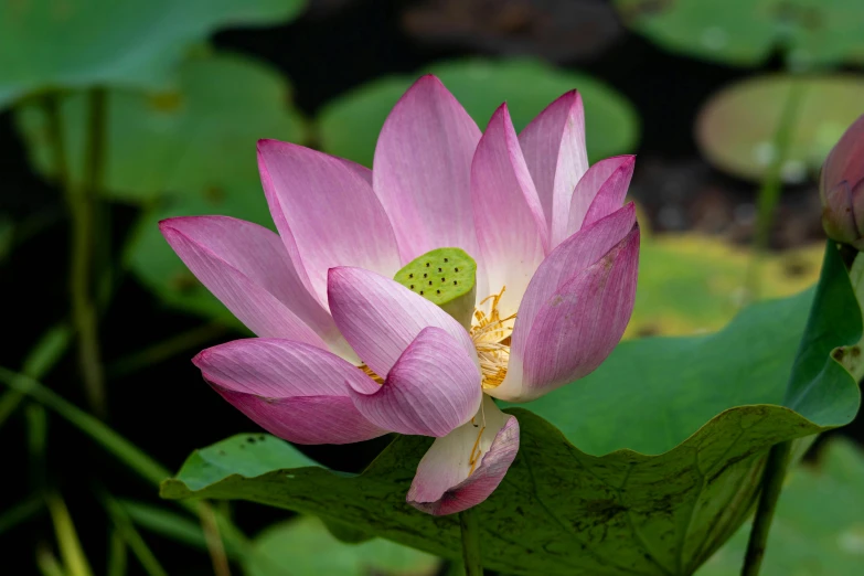 the lotus is blooming on the water's edge