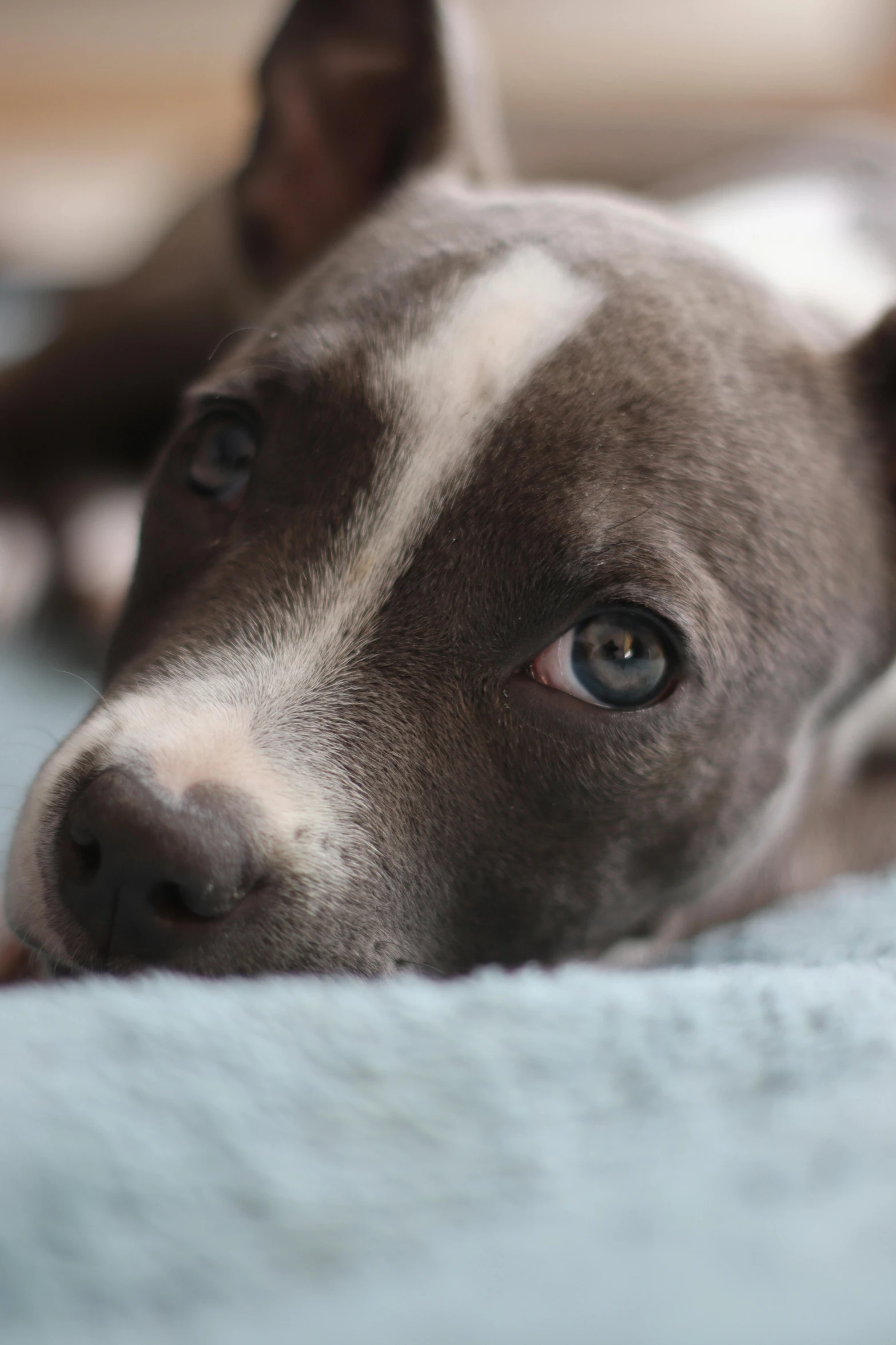 a close up po of a dog's face