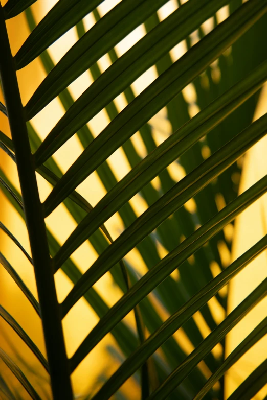 the shadow of the leaves is on the wall