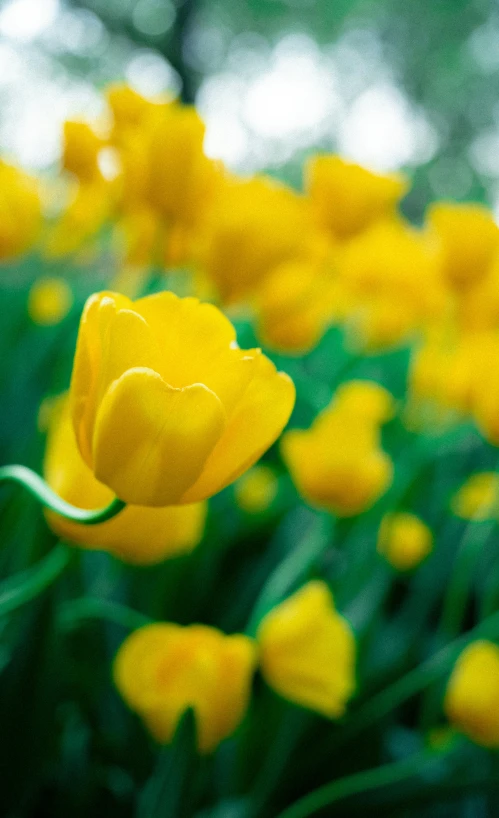 close up of yellow tulips with blurry background