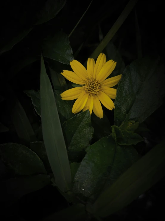 the yellow flower is growing near the green leaf