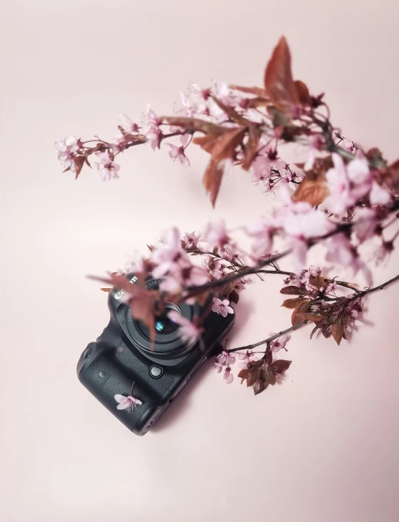 camera with its lens pointed up by some cherry blossoms