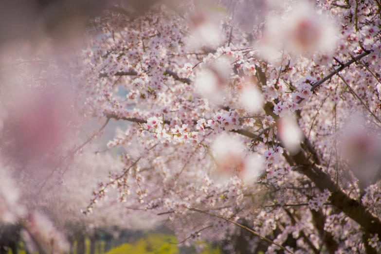 flowers of cherry blossoms in a field near a green lawn