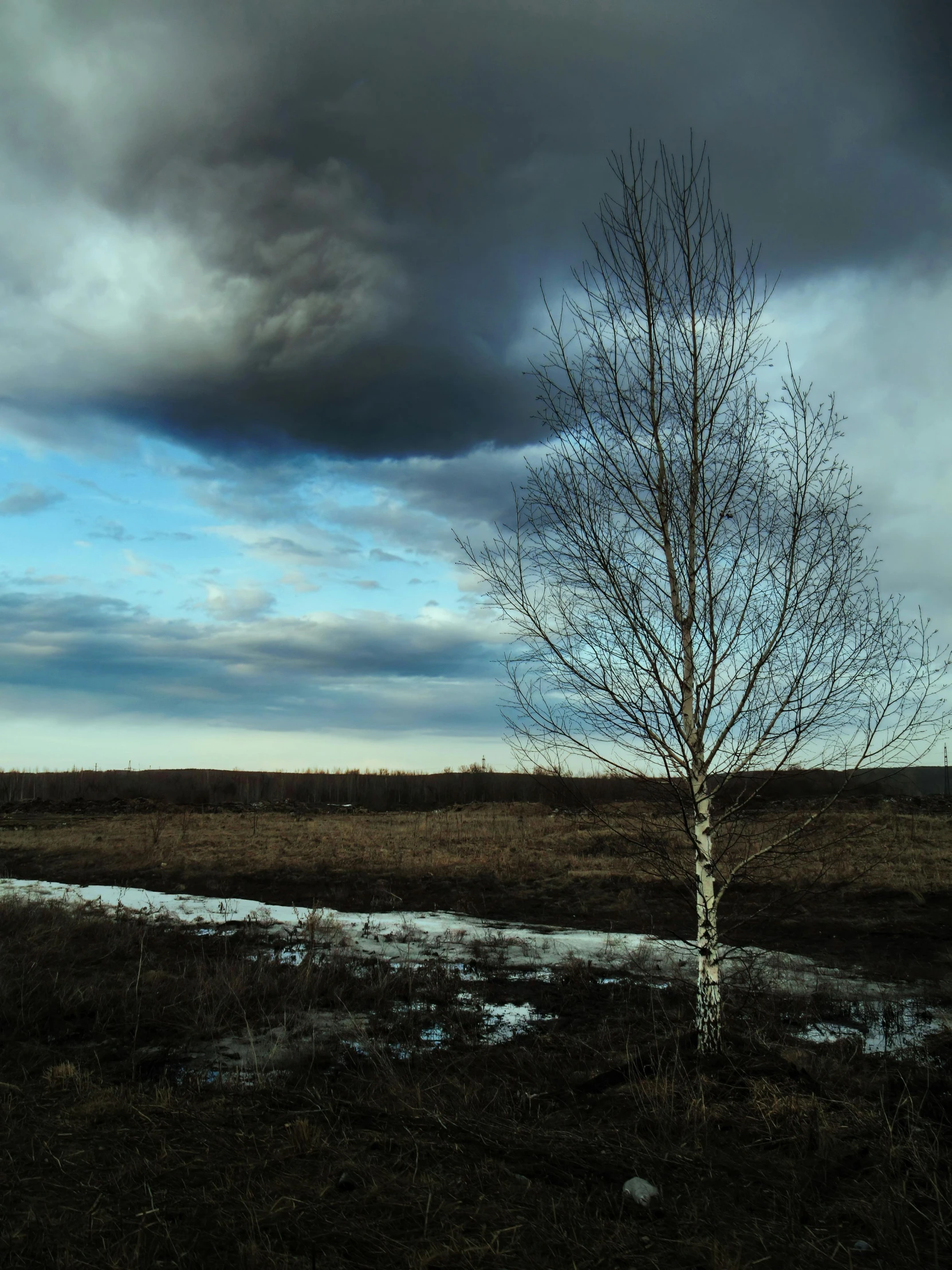 an image of a lone tree in a field