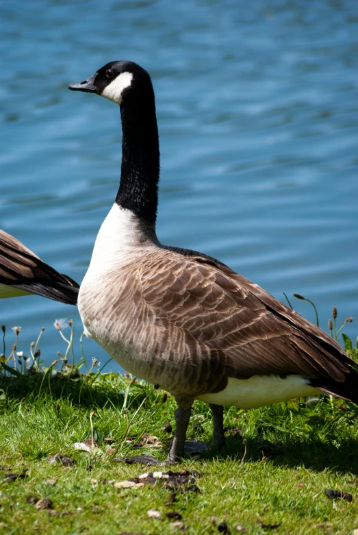 two geese standing beside a body of water