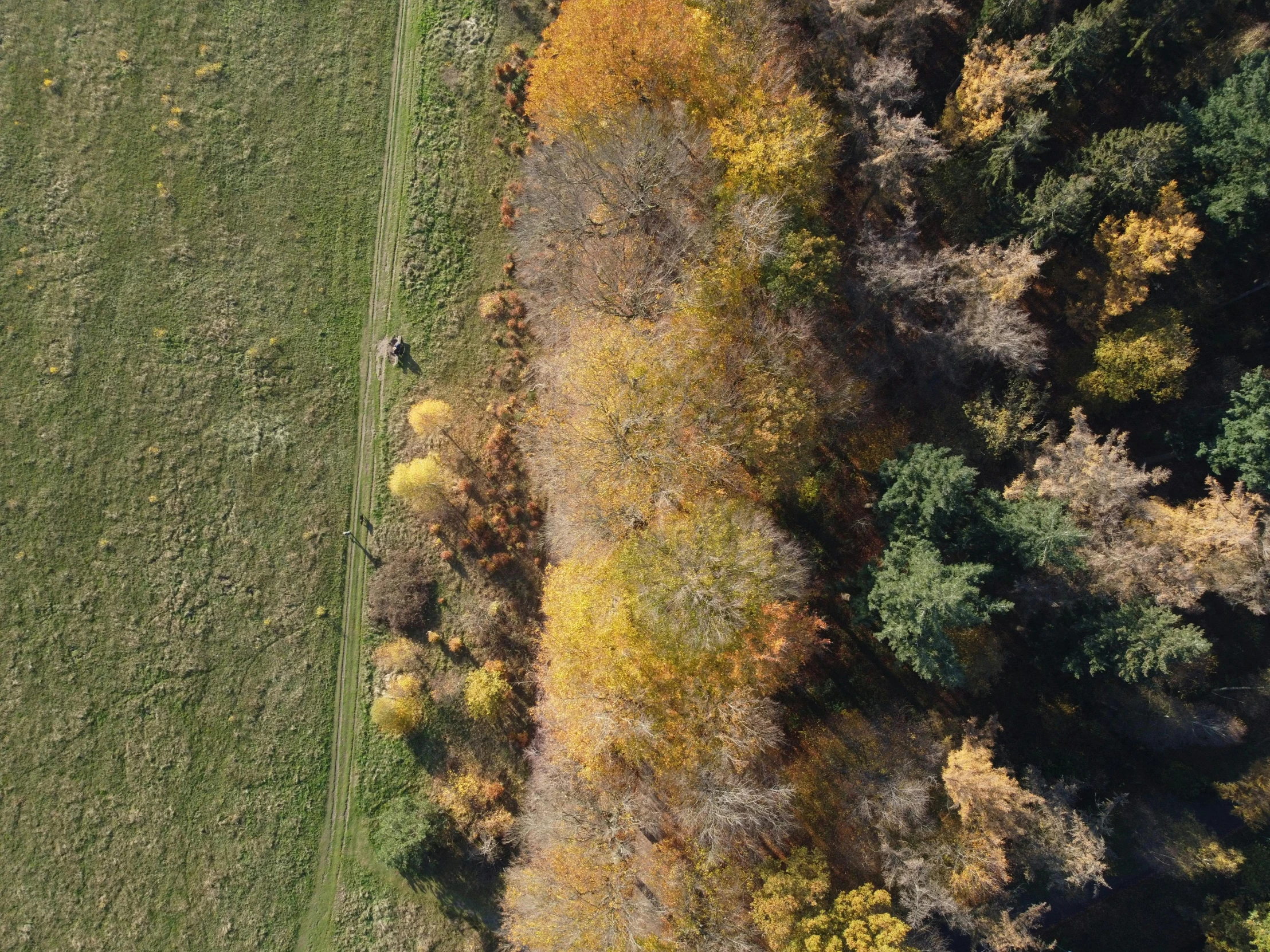 some colorful trees and some grass in a field