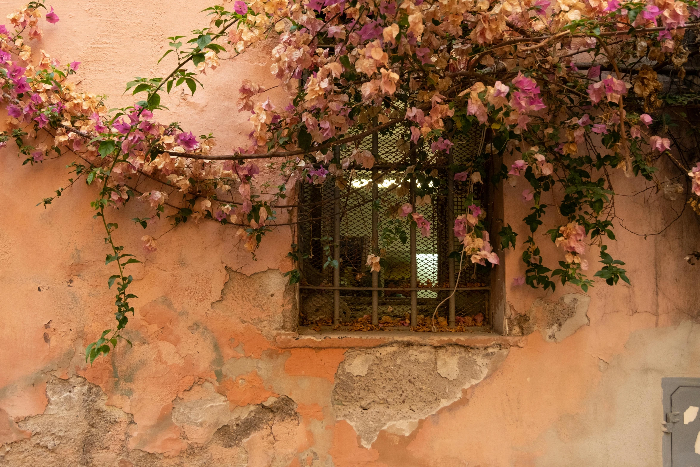 a window with a curtain and flowers growing over it