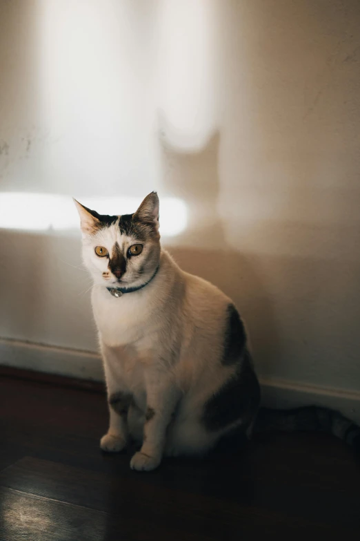 a cat sitting on top of a hard wood floor next to a window