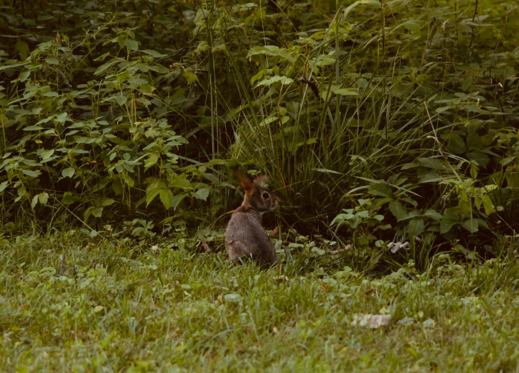 the small rabbit is sitting in a field of tall grass