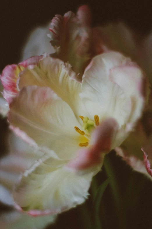 a closeup view of a pink and white flower