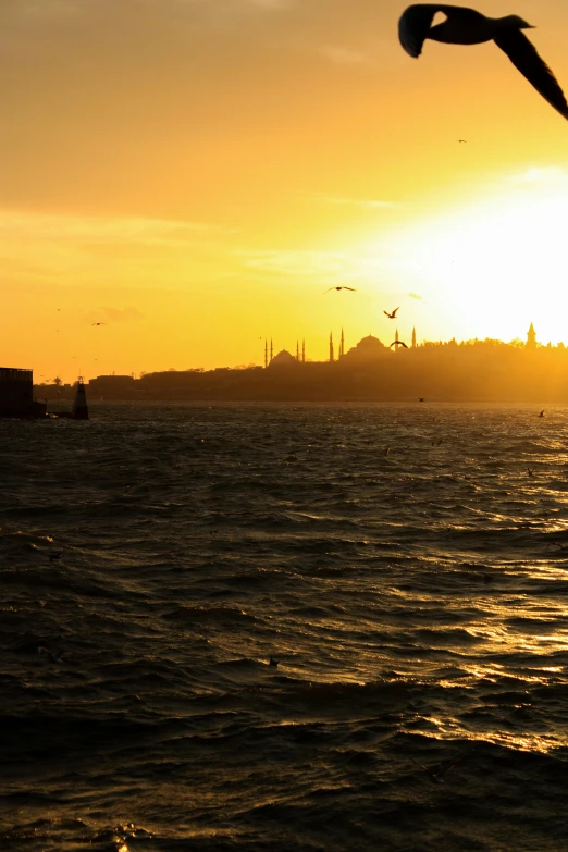 seagulls flying in front of a sunset with the island of the city in the distance