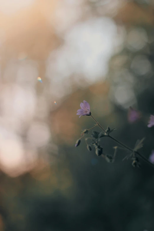 some small purple flowers with water droplets on them