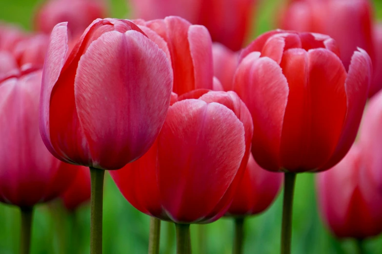pink flowers, including tulips are in the background