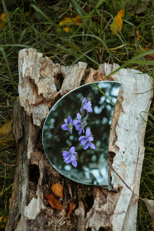 a picture of some purple flowers inside a mirror