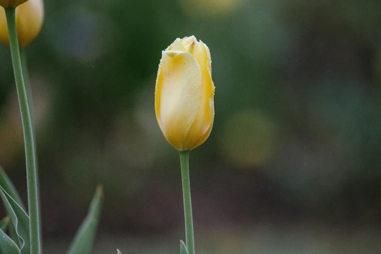 some yellow tulips are in bloom on the ground