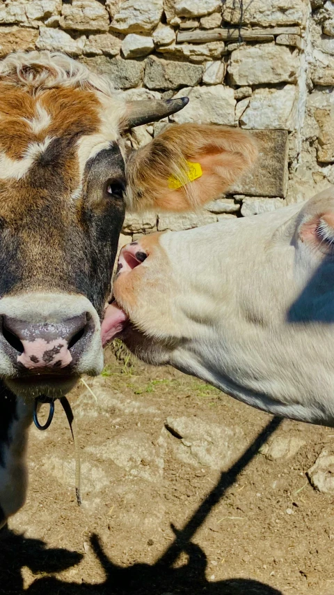 the cow is licking his tongue out by the fence