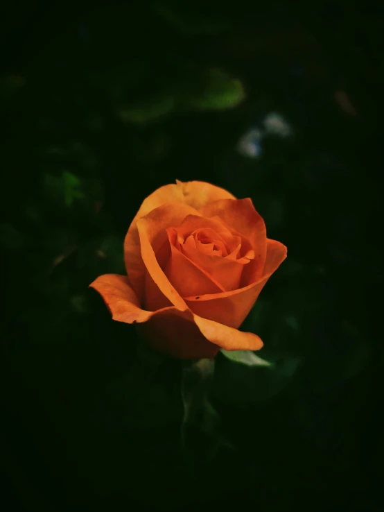 closeup view of a beautiful orange rose with green leaves