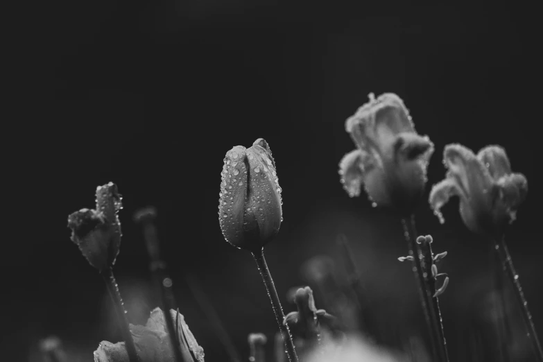 flowers that are in the grass outside