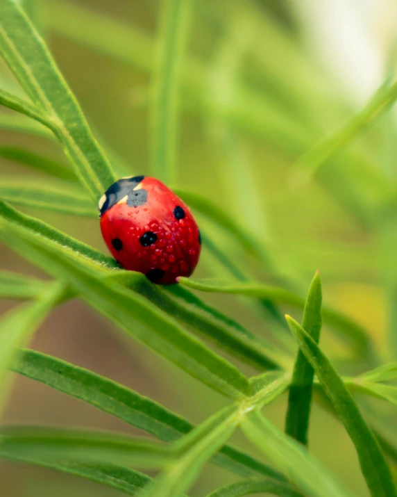 a lady bug sitting on top of a green leaf