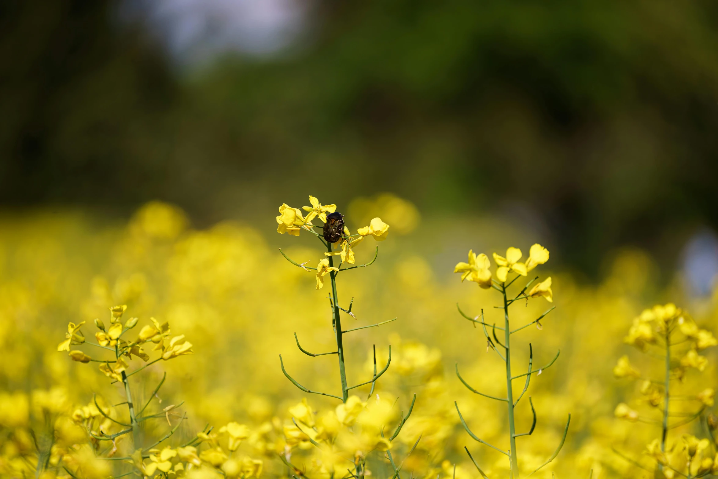 a field filled with lots of yellow flowers