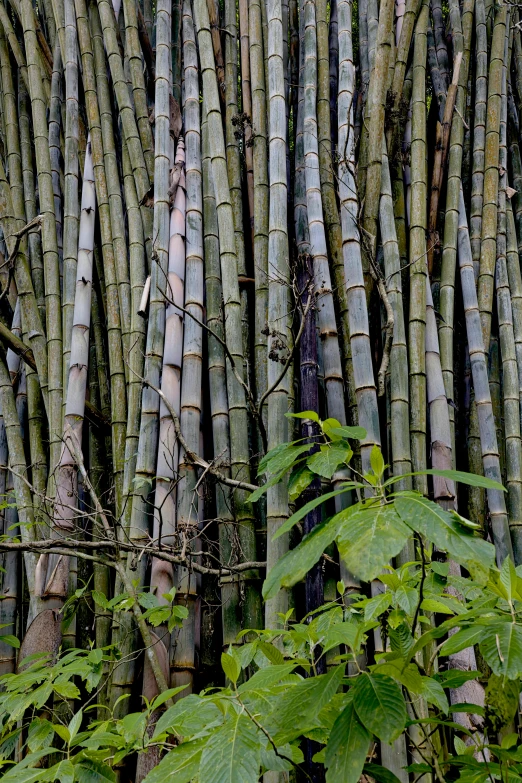 the bamboo stalks look like they're growing