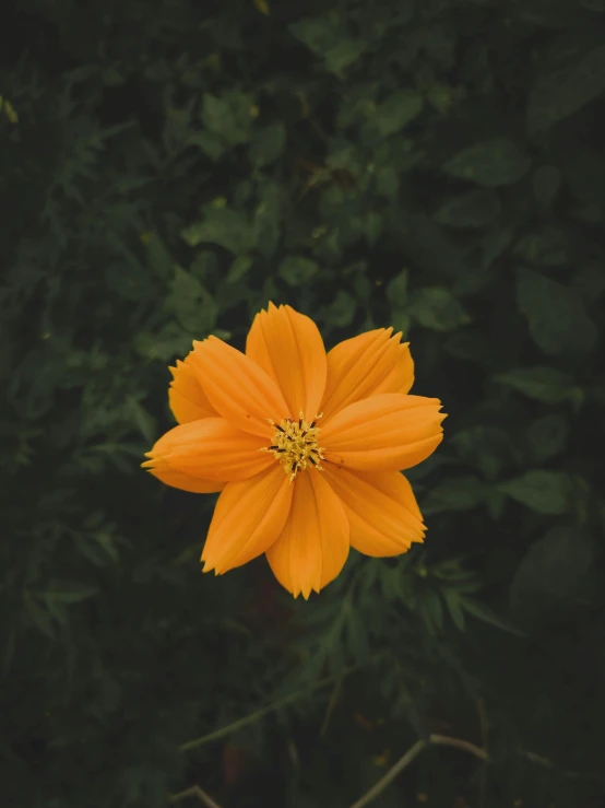 a yellow flower with green leaves in the background