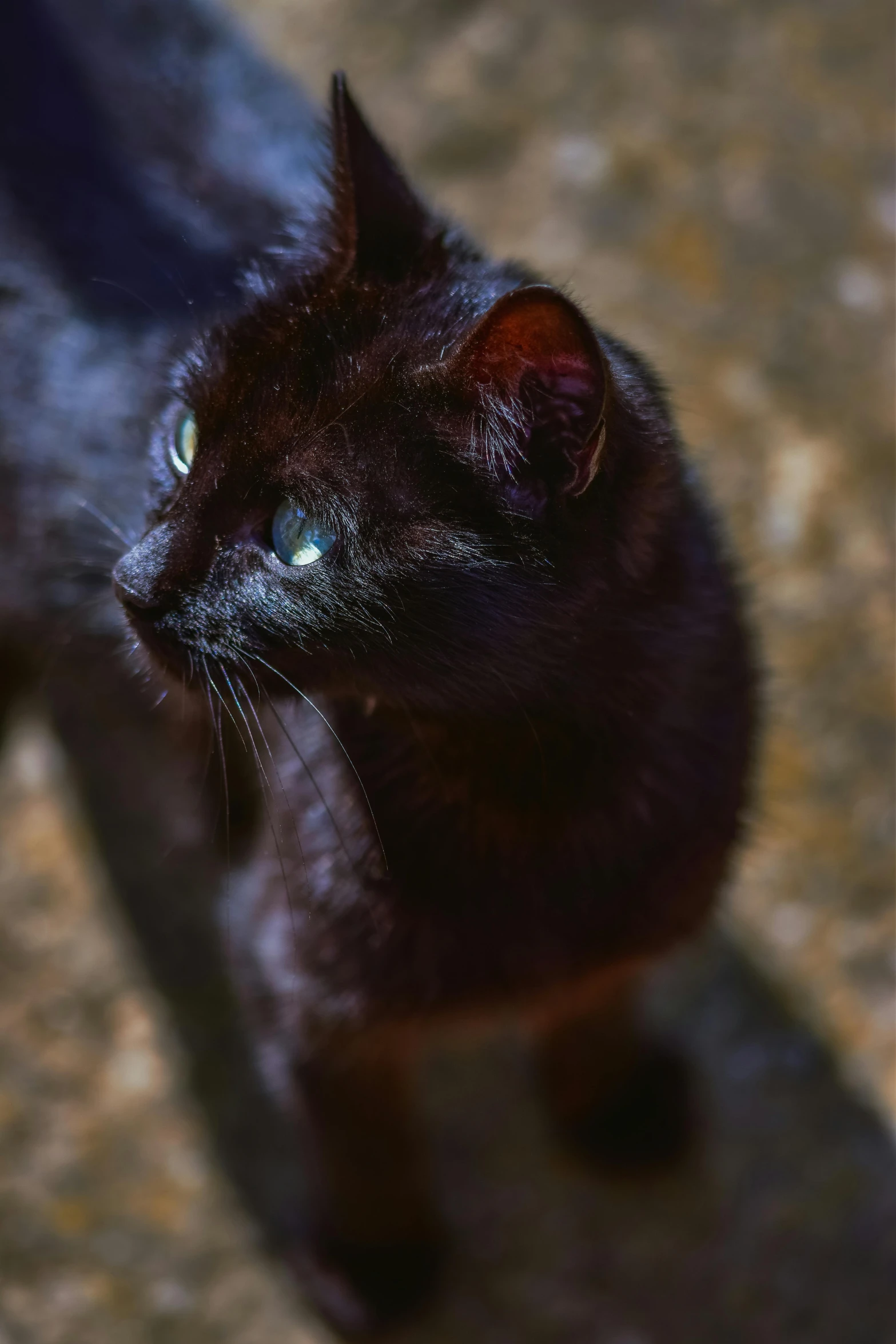 a black cat with blue eyes is standing on some rocks