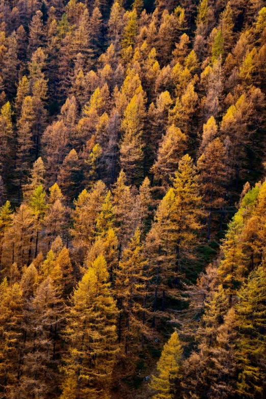 many trees are covered with a lot of leaves