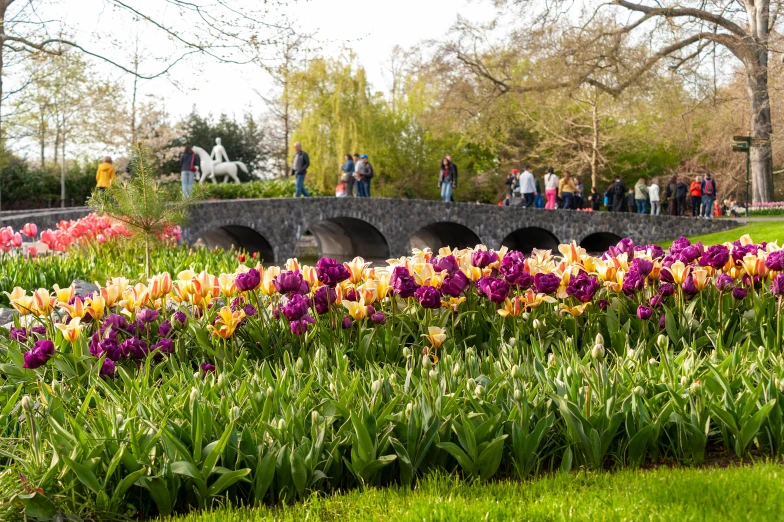 people are walking in the background of a garden of various flowers