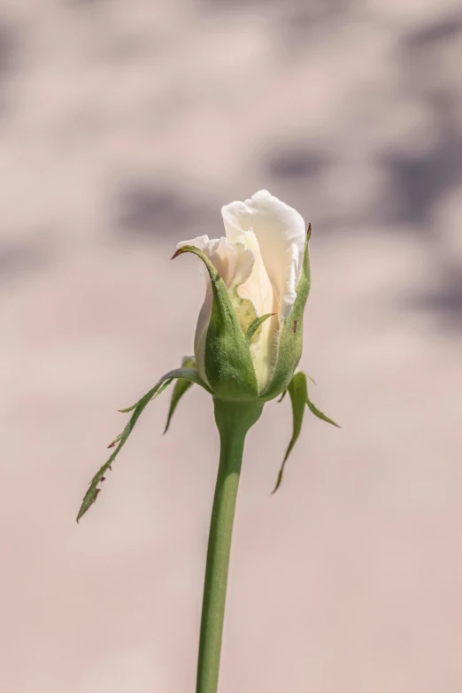 a white rose budding on the top of a plant