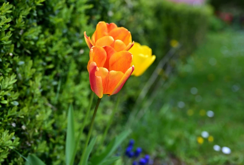 a close up view of a single tulip flower