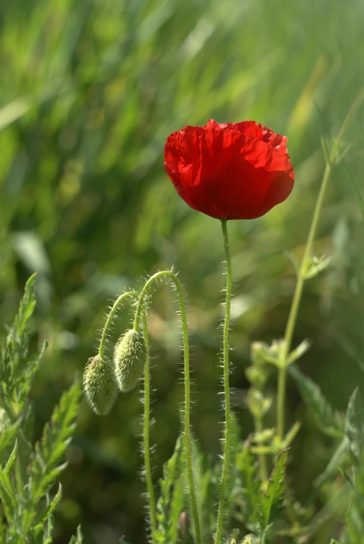 a poppy growing on the side of a field