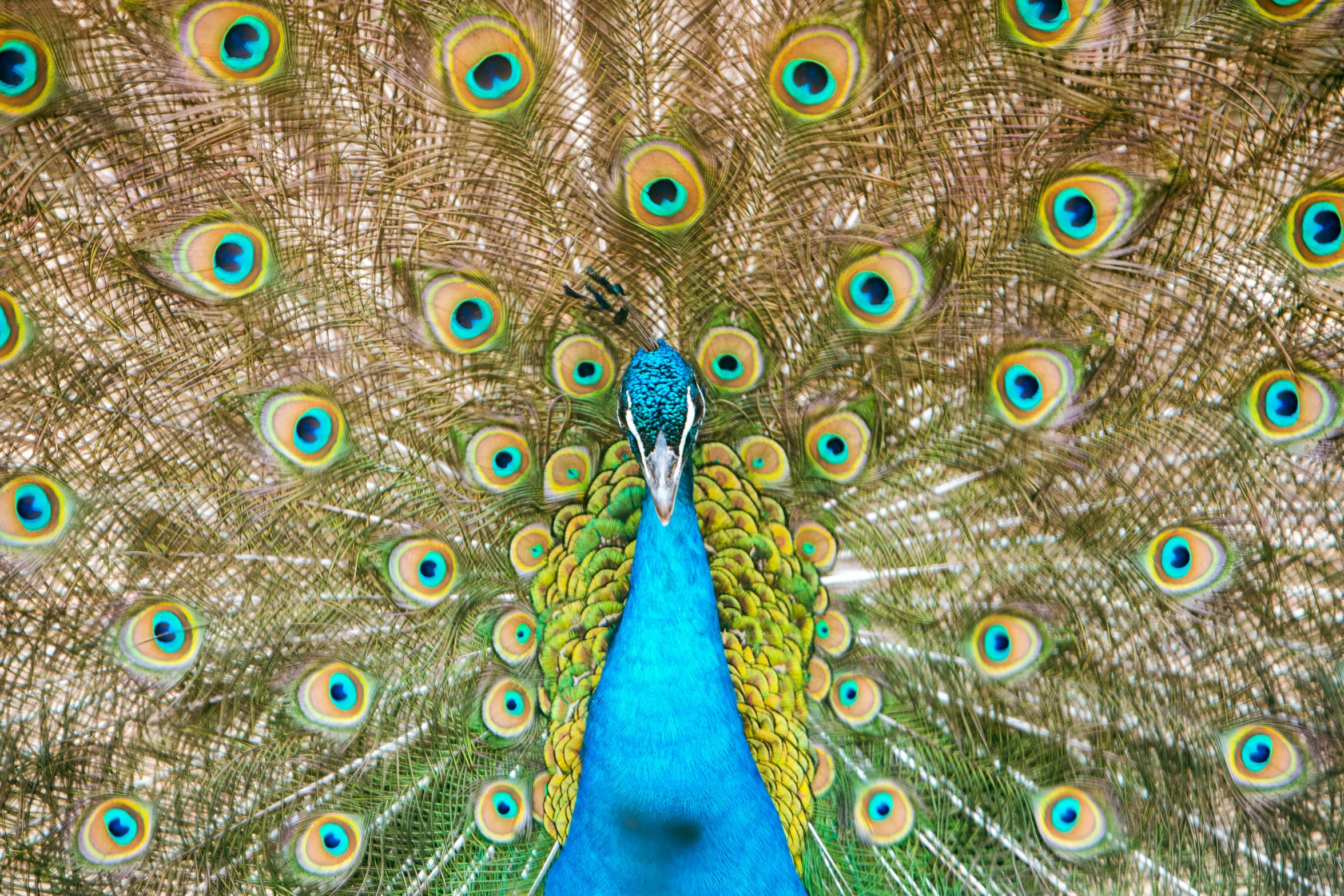 a peacock's feathers with large and small tail feathers