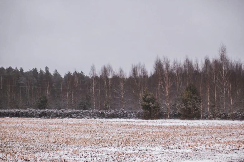 the field has some snow on it next to trees