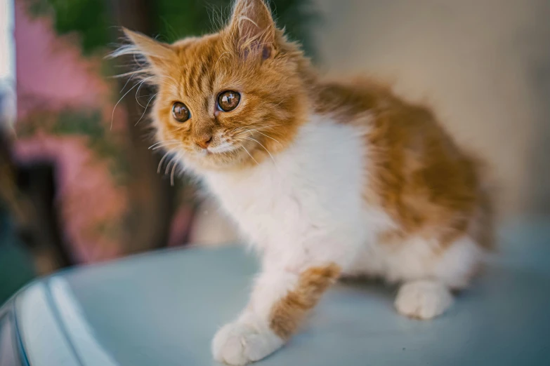 the kitten is sitting on the edge of a car