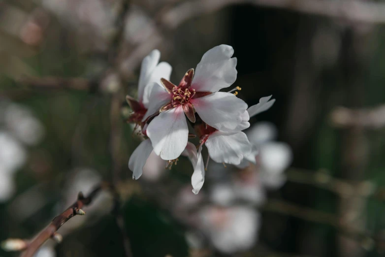 a white flower is growing on a plant