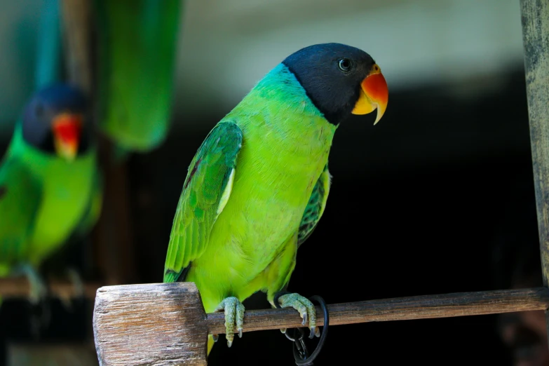 several small green parrots sitting together on perches