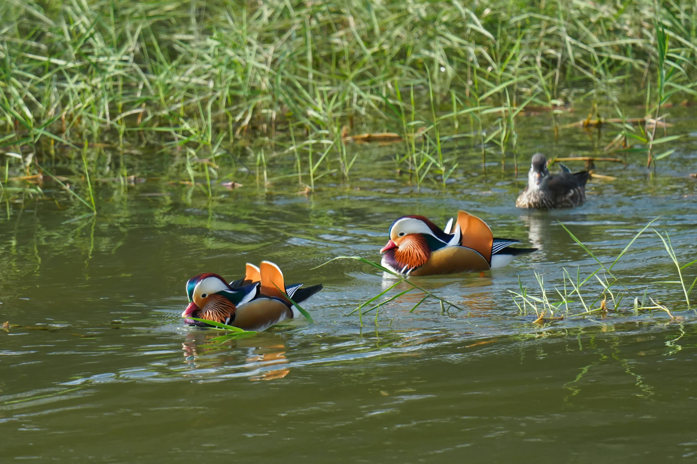 three ducks in the water one is feeding