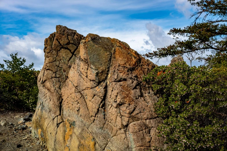 an open field full of trees and rocks