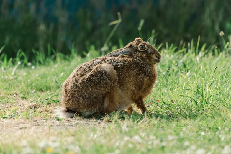 a small brown rabbit sitting in the grass