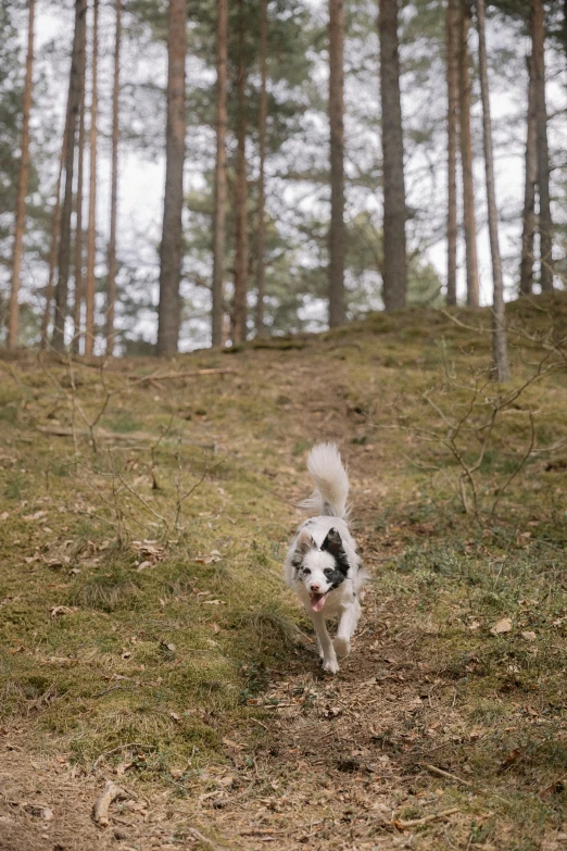 a small dog is running down a hill in the woods