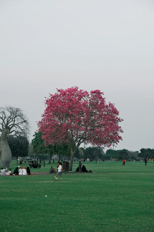 several people are sitting on a grassy field in front of a large tree with pink flowers