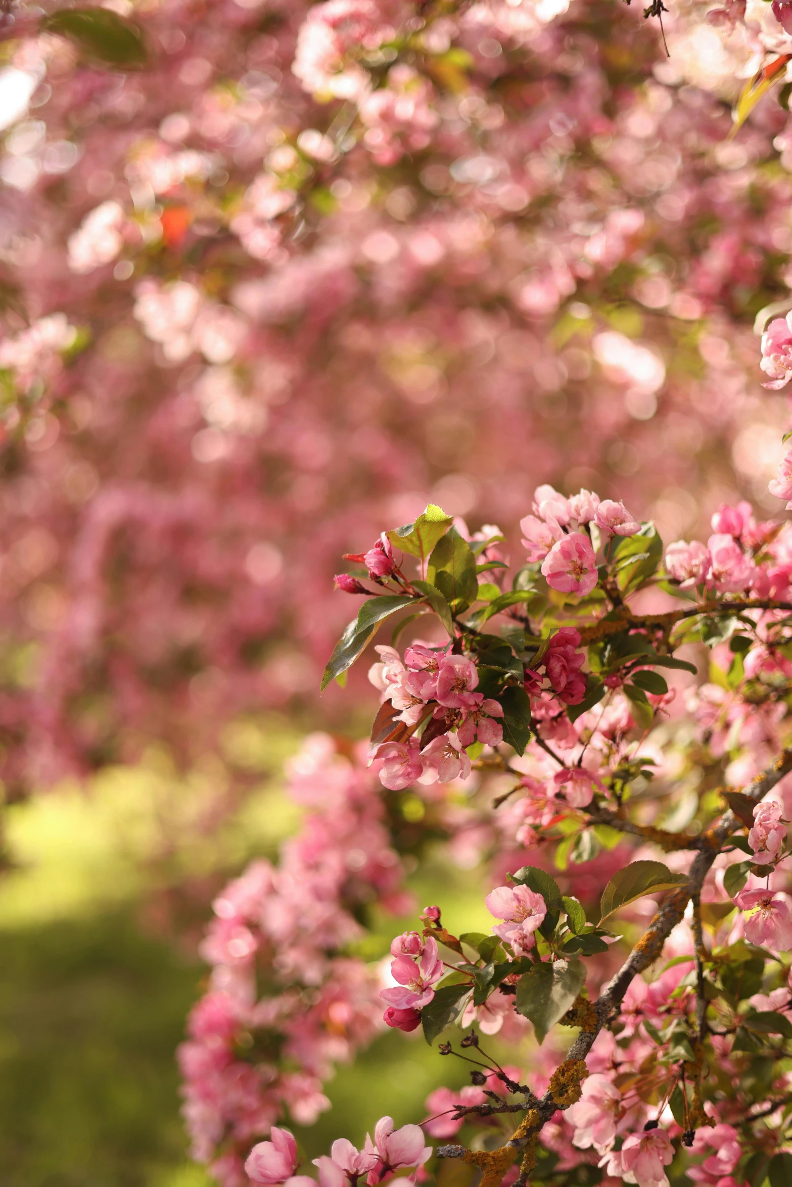 a beautiful tree with pink blossoms in bloom