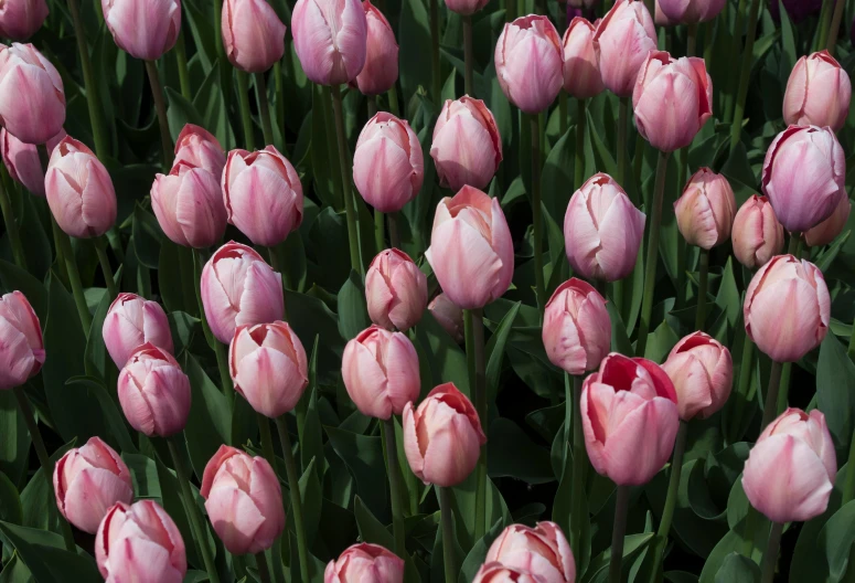 many pink flowers and some leaves on display